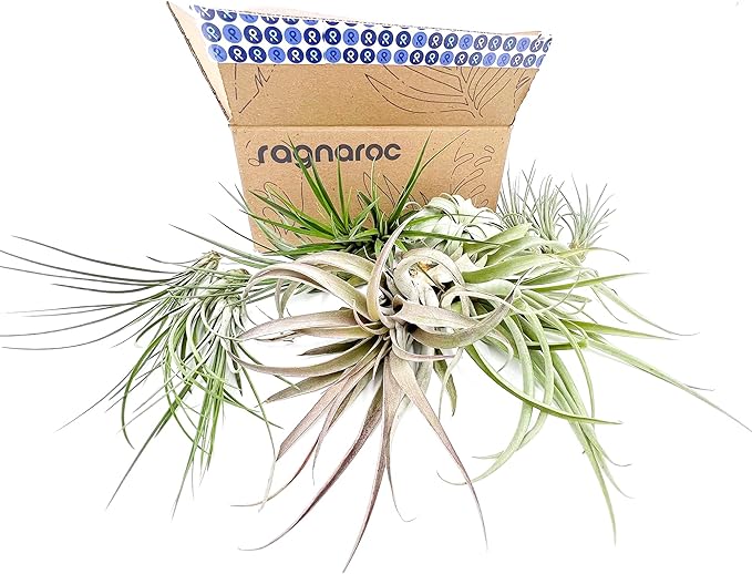 ragnaroc Holiday Hosting Gift Box Jumbo - 12ct - Tillandsia Air Plant Set - Live Arrival Guaranteed - House Plants for Home Decor & Gift