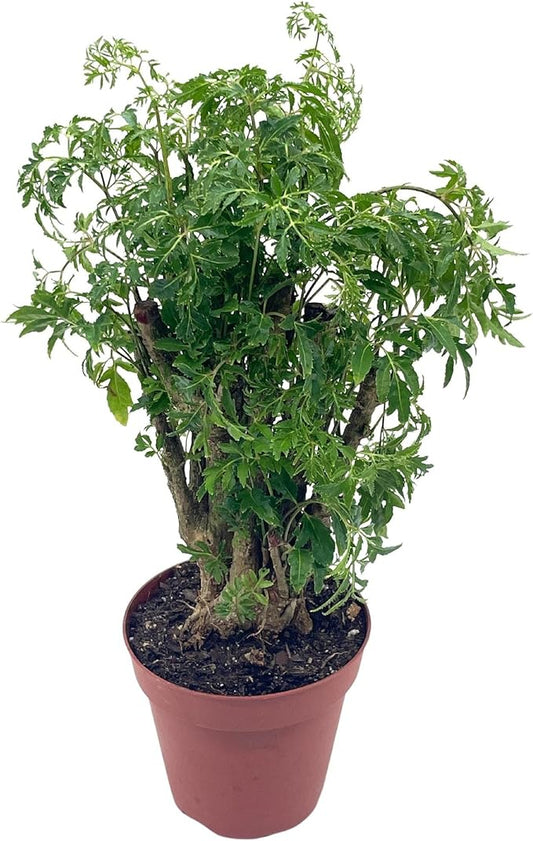 BubbleBlooms Aralia Ming Bonsai Stump Plant Polyscias fruticosa in a 4 inch Pot