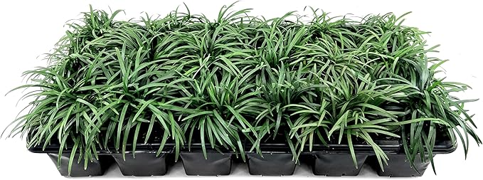 Dwarf Mondo Grass | 15 Large 4 Inch Pots | Ophiopogon Japonicus Nanus | Live Evergreen Shade Loving Groundcover