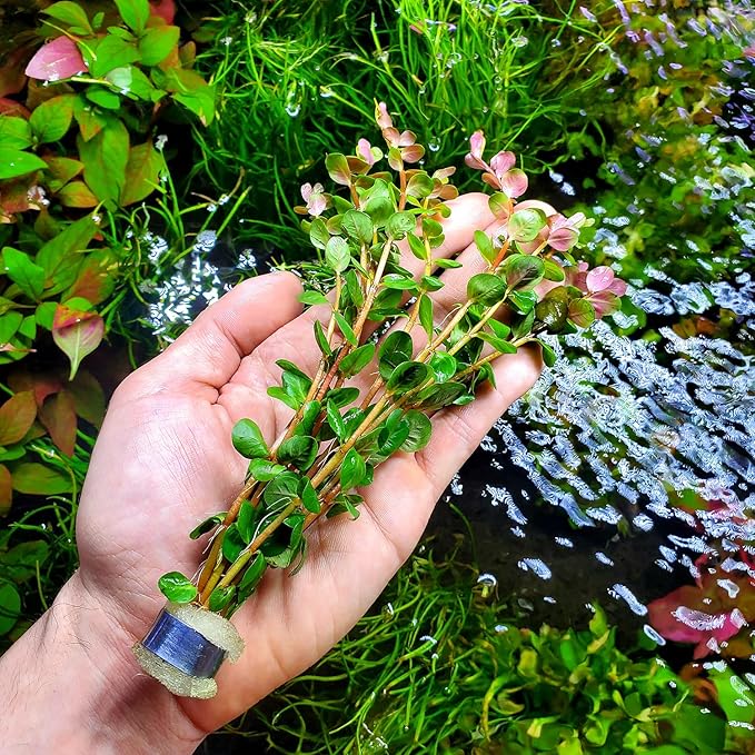 SubstrateSource Live Aquarium Stem Plants - Freshwater Aquatic Plant for Fish Tanks, Aquascaping - (Rotala Rotundifolia Orange Juice, 1 Bunch)