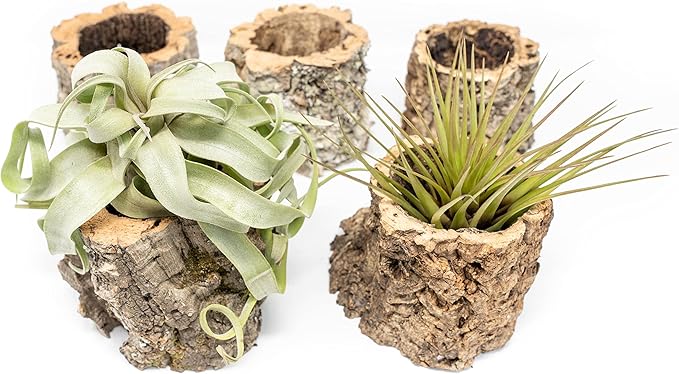 Air Plant Shop Cork Bark Planters with Assorted Air Plants- Wholesale and Bulk - Succulents - Live Tillandsia - Easy Care Indoor and Outdoor House Plants