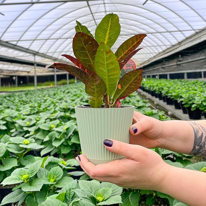 Thorsen's Greenhouse Live Petra Croton Plant, Codiaeum Variegatum, Colorful Foliage, Live Indoor Houselant (Sage, 4-inch Pot)