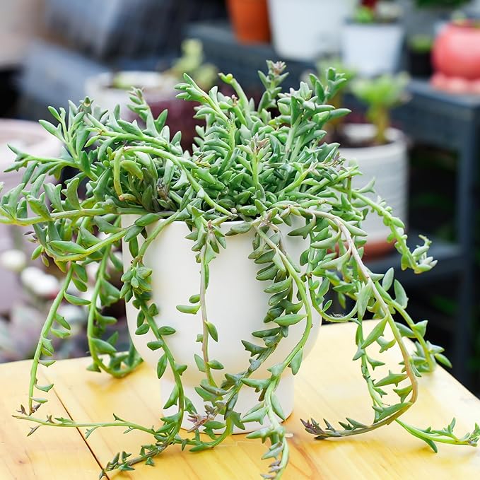 Live Succulents String of Dolphins (4-inch), Succulent Plants Fully Rooted in Pots with Soil, Easy-Care House Plant for DIY, Home Office Decor, Wedding Party Favor