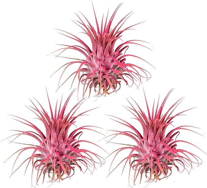 Air Plants - Tillandsia Ionantha - Organically Enhanced Color - Live Arrival Guaranteed - House Plants for Home Decor & Gift (Coral_Glow_3pk+3_Black Planters)