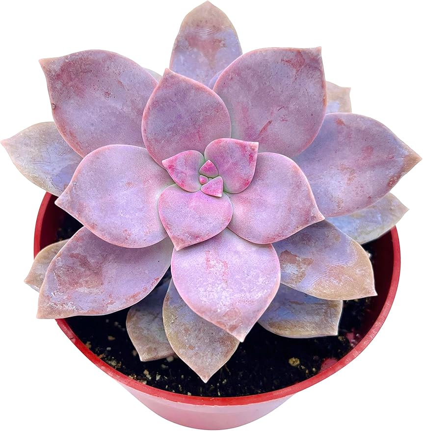 The Succulent Cult Live Succulent 4" Graptopetalum Superbum, Succulents Plants Live, Succulent Plants Fully Rooted, Hanging House Plant for Home Office Decoration, DIY Projects, Party Favor Gift