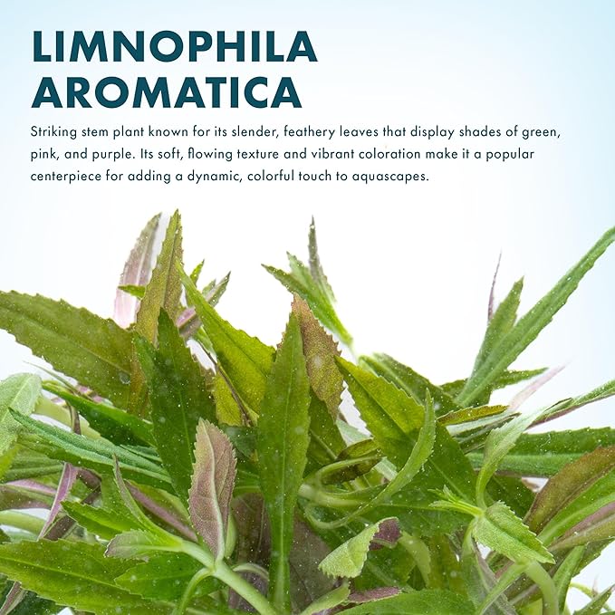 SubstrateSource Live Aquarium Stem Plants - Freshwater Aquatic Plant for Fish Tanks, Aquascaping - (Limnophila Aromatica, 1 Bunch)