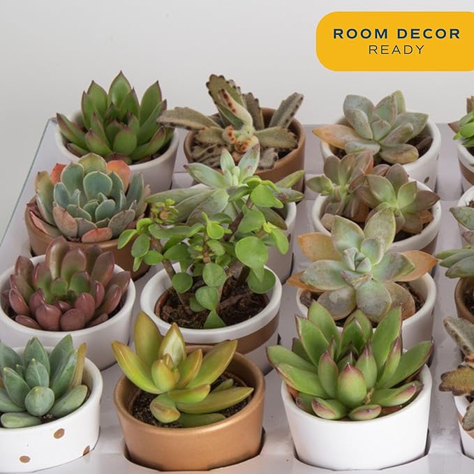 Costa Farms Mini Succulents (48 Pack), Live Succulent Plants in Decor Pots, Indoor Houseplants in Potting Soil, Party Favor Gifts, Bulk Baby Shower, Bridesmaid, 2-Inches Tall