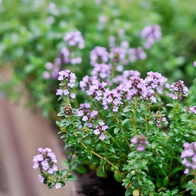 German Thyme Plants - Perfect for Indoor or Outdoor Gardening, High in Antioxidants, Fragrant and Flavorful Herb (4 ger Thyme Cups)
