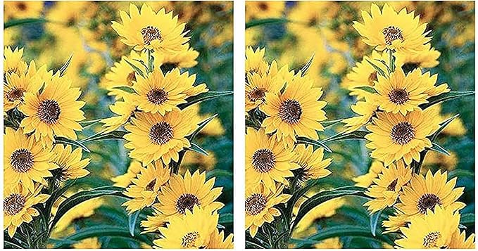 Maximilian Sunflower Seeds - Attracts Bees and Butterflies - Perennial Sunflower Native to North America, Approximtely 600 Seeds (Pack of 2)