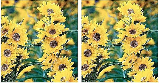 Maximilian Sunflower Seeds - Attracts Bees and Butterflies - Perennial Sunflower Native to North America, Approximtely 600 Seeds (Pack of 2)