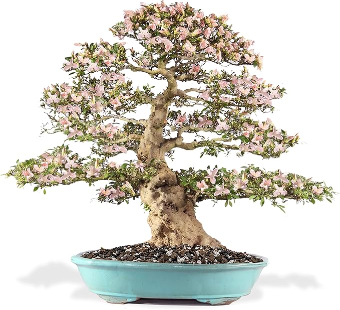 Premium Bonsai Soil All Purpose Fast Draining Mix - Pumice, Lava, Calcined Clay and Pine Bark Potting Pre Mixed Bonsai Plant Soil Mixture by GARDENERA - Made in USA - (4 Quart Bag)