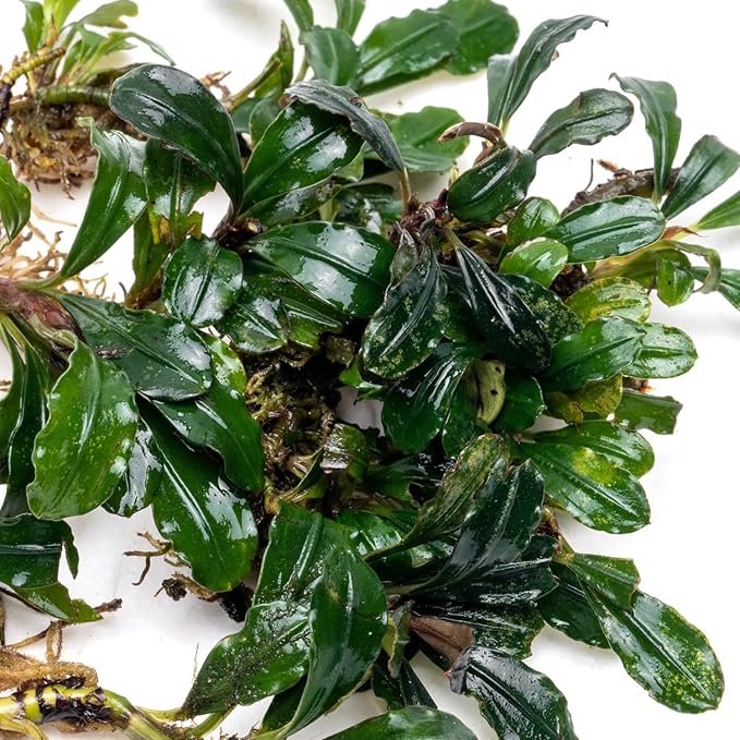 SubstrateSource Bucephalandra Arrogant Blue Live Aquarium Plant - Natural Freshwater Fish Tank Decorations and Aquatic Decor (Plant (6-10 Leaves))