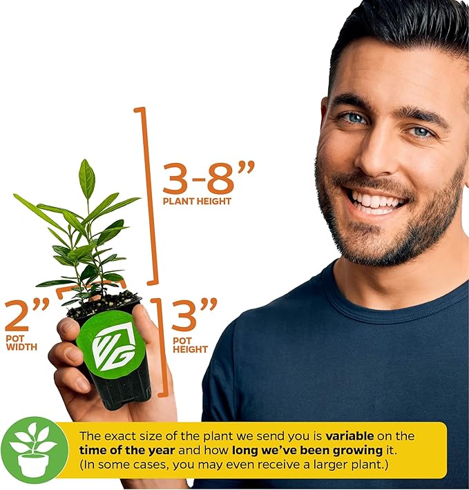 Night Blooming Jasmine Live Plant - Cestrum nocturnum - Wellspring Gardens Starter Plant