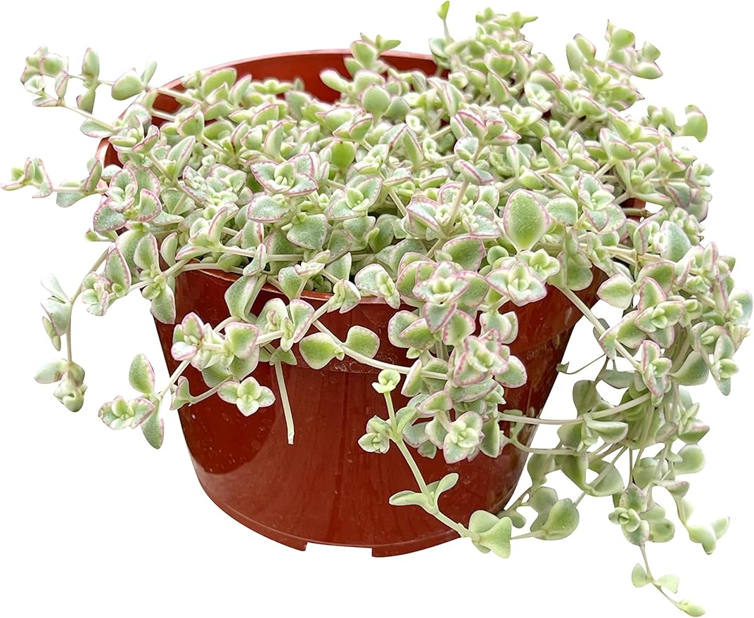 Live Succulent 4" Sedum Little Missy Variegated, Succulents Plants Live, Succulent Plants Fully Rooted, House Plant for Home Office Decoration, DIY Projects, Party Favor Gift by The Succulent Cult