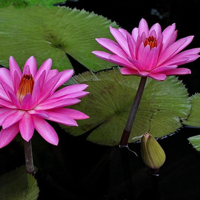 E.G. Hutchings Live Annual Water Lily Perfect Pond Plant Pre Grown Bare Root Waterlily Outdoor Koi Pond or Container Ponds Lillies pregrown Lilly pad