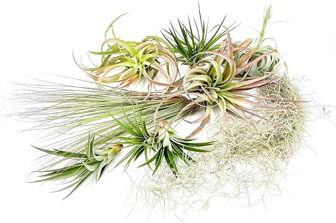 ragnaroc Holiday Hosting Gift Box Giant - 13ct -Tillandsia Air Plant Set - Live Arrival Guaranteed - House Plants for Home Decor & Gift