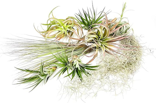 ragnaroc Holiday Hosting Gift Box Giant - 13ct -Tillandsia Air Plant Set - Live Arrival Guaranteed - House Plants for Home Decor & Gift
