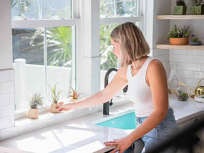 Tillandsia Caput Medusae Air Plants - Live Succulent House Plants - Available in Wholesale and Bulk - Home and Garden Decor - Easy Care Indoor/Outdoor Air Plant (Pack of 50)