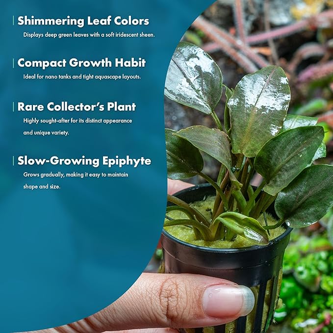 SubstrateSource Live Plants - Bucephalandra Theia - Low Light, Green, Red, Purple Accent for Foreground to Midground Freshwater Aquarium Aquascaping - Pot