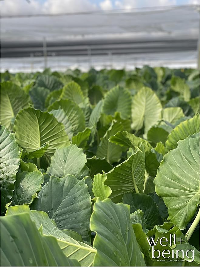 Nature's Way Farms Alocasia California Live Plant 25-30 in. Tall in Grower Pot