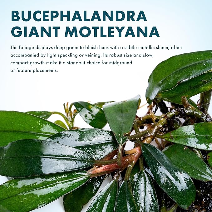 SubstrateSource Live Plants - Giant Motleyana Buce (Bucephalandra sp. 'Giant Motleyana') - Low Light, Iridescent Green Aquatic Plant, Foreground to Midground Placement - Rhizome Growth - Loose, 1 Pack