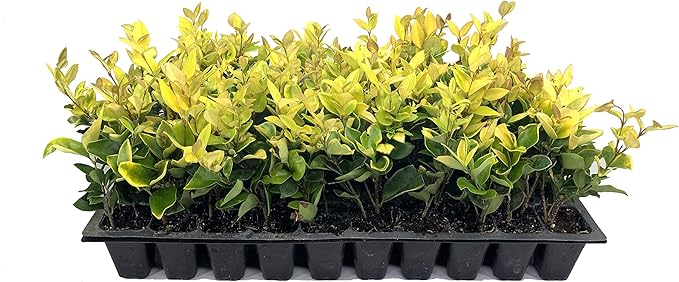 Ligustrum Japonicum 'Howardi' - 10 Live Plants - Evergreen Privacy Hedge Yellow Tip Shrub