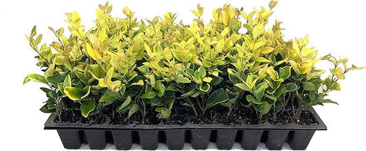 Ligustrum Japonicum 'Howardi' - 10 Live Plants - Evergreen Privacy Hedge Yellow Tip Shrub