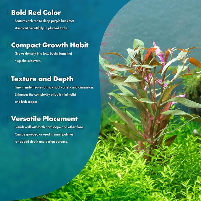 SubstrateSource Live Plants - Alternanthera reineckii ‘Mini’ - Bright Red to Pink Foreground Stem Plant for High Light, CO₂ Aquascaping, Compact Growth Red, Pink, Purple Accent - Lead Bunch