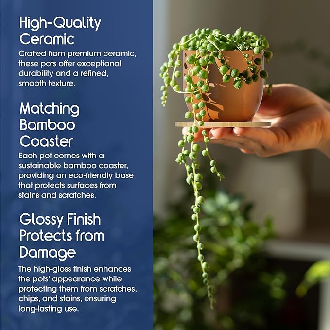 Mini Succulent Plant Pots – 2.5" Ceramic Planters with Bamboo Coasters, Set of 5 | Small Indoor Pot Set, Sunrise Color Theme, Drainage Hole, Decorative Gift Box