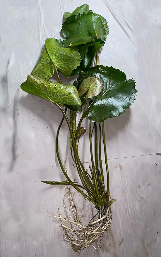 E.G. Hutchings Live Annual Water Lily Perfect Pond Plant Pre Grown Bare Root Waterlily Outdoor Koi Pond or Container Ponds Lillies pregrown Lilly pad