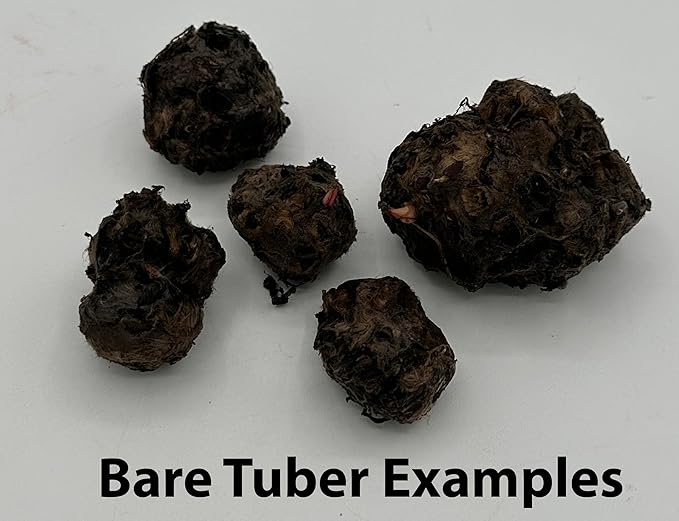 Dwarf Water Lily Bulb Nymphaea Stellata/Nouchali/Rubra Live Aquarium Plant Guarantee to Grow Rhizome Root Also for Bonsai Bowl or Patio Water Feature Awesome Aquatic (1, Dwarf Water Lily Aquarium)