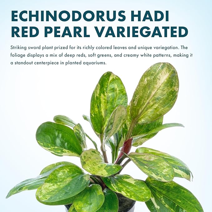 SubstrateSource Live Plants - Echinodorus ‘Hadi Red Pearl Variegated’ (Echinodorus sp.) - Low to Medium Light, Red Green Accent, Midground, Freshwater Aquatic Plant - Pot