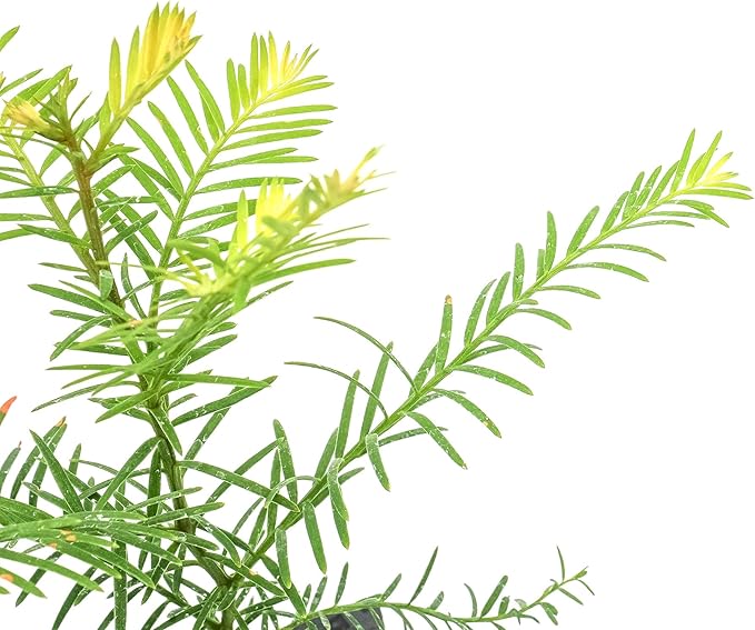 2 Coastal Redwood Trees – Live Plants – Sequoia sempervirens – Thriving in 3” Deep Nursery Cubes – 5-8” Tall, Fast-Growing & Majestic Evergreen