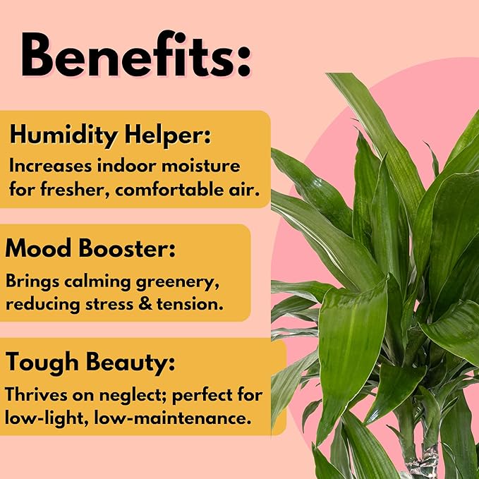 United Nursery Dracaena Janet Craig – Tall Indoor Plant in 10” Grower Pot – 38–42 Inches Tall – Air-Purifying, Low-Light Tropical Houseplant – Easy-Care Green Foliage for Home or Office Decor