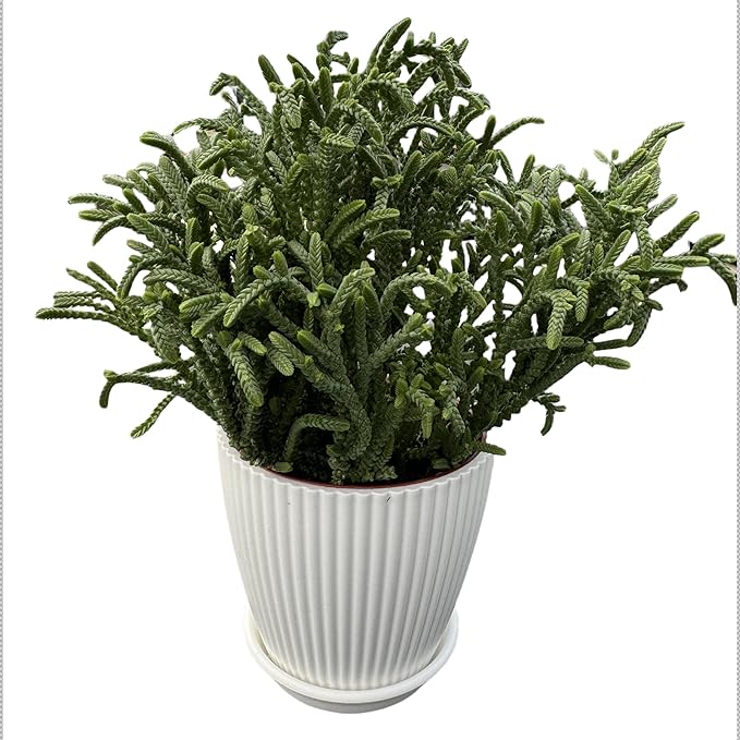 Watch Chain Succulent with White Stripe Pot, Rare Live Crassula muscosa Plant, Home Office Indoor Outdoor Wedding Decoration DIY Projects Party Favor