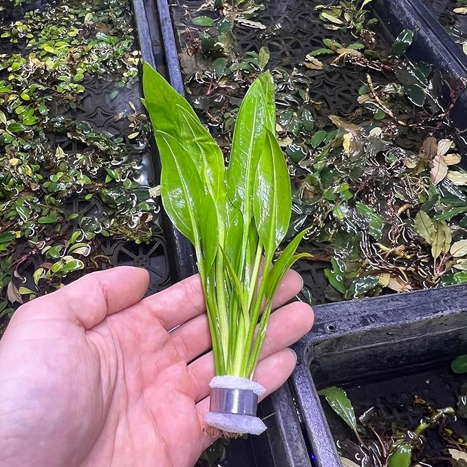 SubstrateSource Live Plant - Amazon Sword (Echinodorus Bleheri) - Beginner Friendly, Easy Care, Medium Light, Midground to Background Placement - Freshwater Aquarium Decoration - 1 Bunch (4-5 Plants)