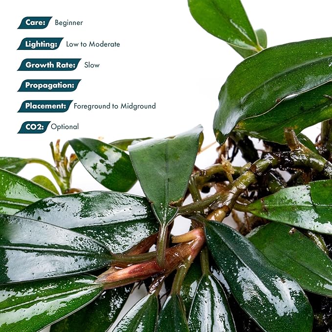 SubstrateSource Live Plants - Giant Motleyana Buce (Bucephalandra sp. 'Giant Motleyana') - Low Light, Iridescent Green Aquatic Plant, Foreground to Midground Placement - Rhizome Growth - Loose, 1 Pack