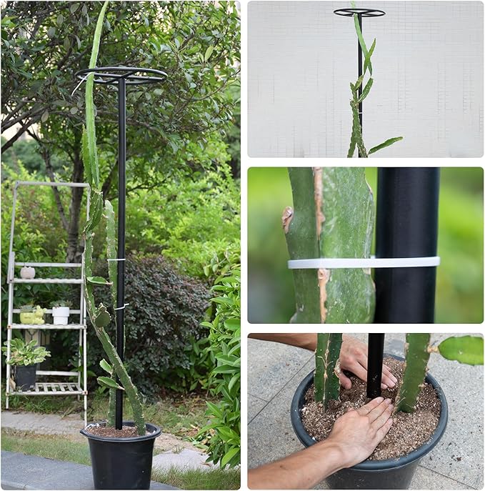 14"x14"x60" 1PCS Dragon Fruit Trellis - Durable Metal Vertical Support Frame for Climbing Plants, Easy Assembly with Instructions, for Dragon Fruit Enthusiasts