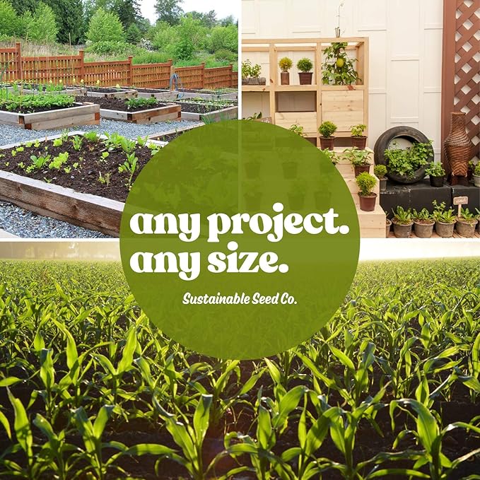 Victoria Series Salvia Blue 1 Oz ~29,072 Seeds – Mealycup Sage (Salvia farinacea) – 98–112 Days – Lavender & White Blooms – Heat Tolerant Annual – Upright Garden Accent – Non-GMO Heirloom