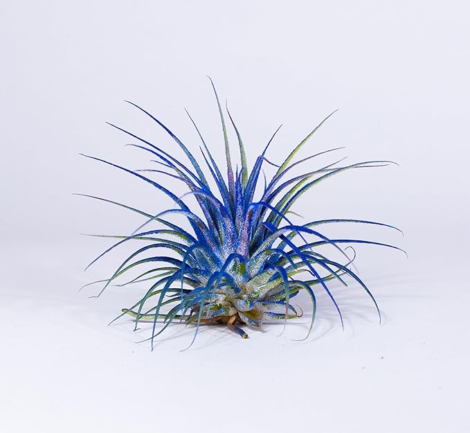 Air Plants - Tillandsia Ionantha - Organically Enhanced Color - Live Arrival Guaranteed - House Plants for Home Decor & Gift (Blue_Bell_1_Pk+Planter)