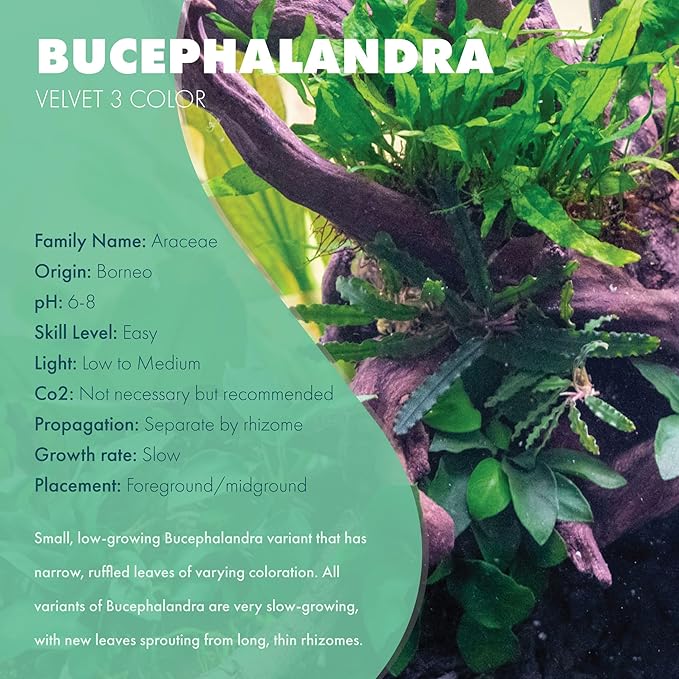 SubstrateSource Bucephalandra Velvet 3 Color Potted Live Aquarium Plant - Natural Freshwater Fish Tank Decorations, Aquatic Décor
