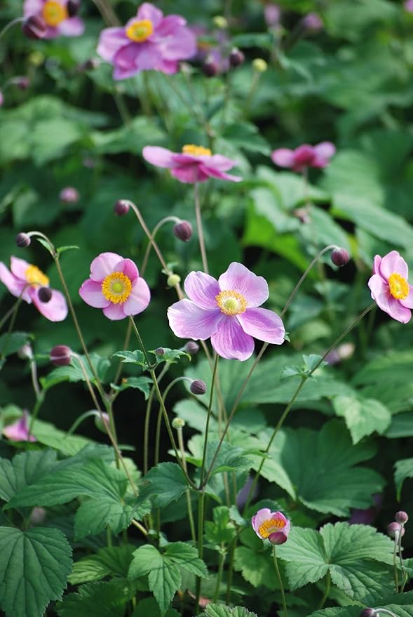 Perennial Farm Anemone Tomentosa 'Robustissima' – Live Windflower Perennial in #1 Container, Soft Pink Blooms, Vigorous & Hardy, Long Blooming, Deer Resistant, Ideal for Borders & Late Summer Color