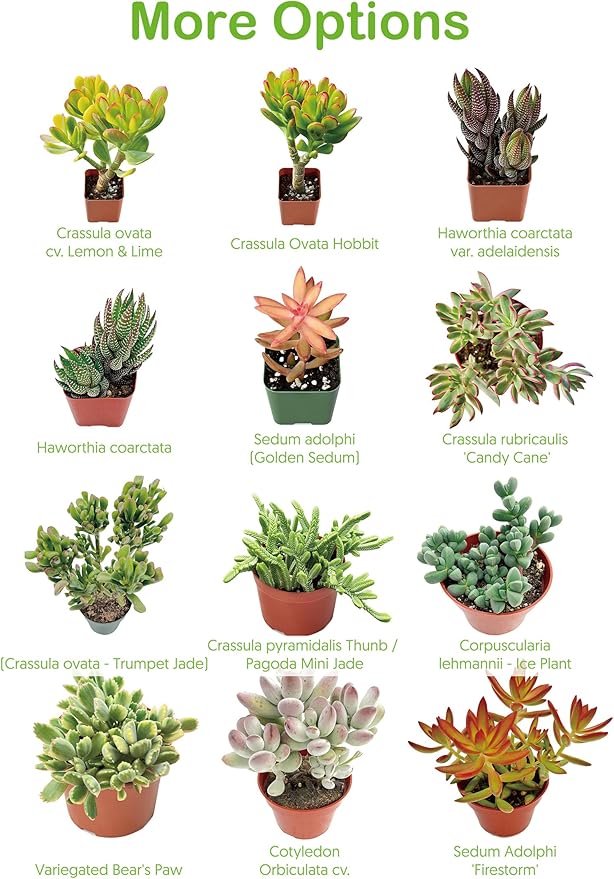 Live Succulents 'Turtle Vine' (4-inch), Succulent Plants Fully Rooted in Pots with Soil, Easy-Care House Plant for DIY, Home Office Decor, Wedding Party Favor