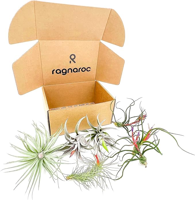 ragnaroc Air Plants - Venner Gift Box Large 4" - 7ct - Live Arrival Guaranteed - House Plants for Home Decor & Gift