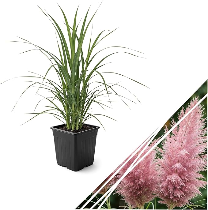 Live Pink Pampas Grass (Cortaderia selloana) - Showy Perennial Accent Plant - 12" Tall by 6" Wide in 1.5 Qt Pot
