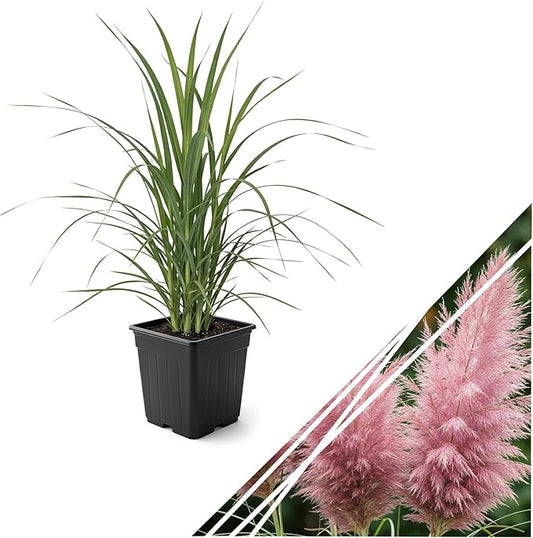 Live Pink Pampas Grass (Cortaderia selloana) - Showy Perennial Accent Plant - 12" Tall by 6" Wide in 1.5 Qt Pot