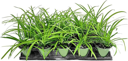 Liriope Big Blue | 3 Live 4 Inch Plants | Liriope muscari | Lavender Blue Flowers | Evergreen Ground Cover for Shade | Landscape Borders for Walkways and Beds