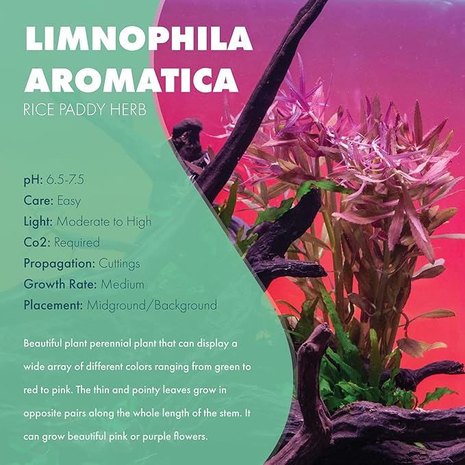 SubstrateSource Live Aquarium Stem Plants - Freshwater Aquatic Plant for Fish Tanks, Aquascaping - (Limnophila Aromatica, 4 Bunches)