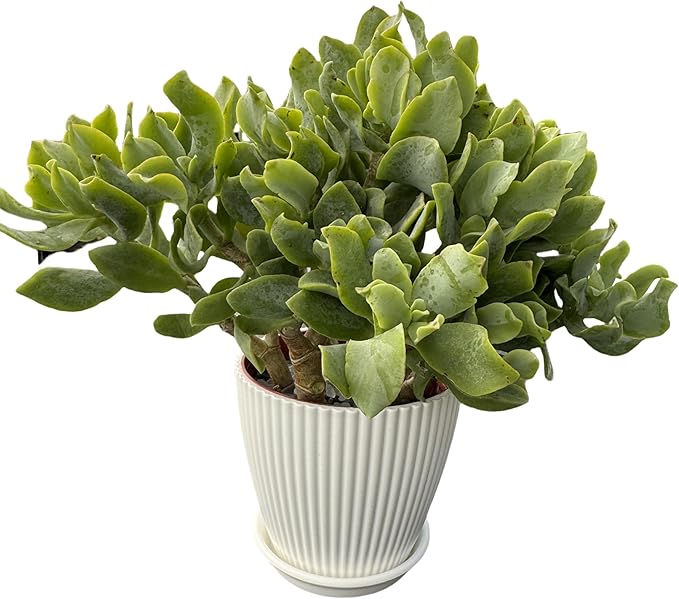 Ripple Jade with White Stripe Pot, Live Crassula Arborescens Undulatifolia, Rare Cute Succulent Plant in 4" Planter, Home Office Décor