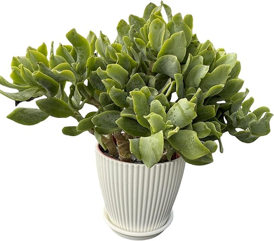 Ripple Jade with White Stripe Pot, Live Crassula Arborescens Undulatifolia, Rare Cute Succulent Plant in 4" Planter, Home Office Décor